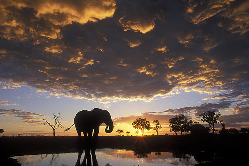 Chobe National Park